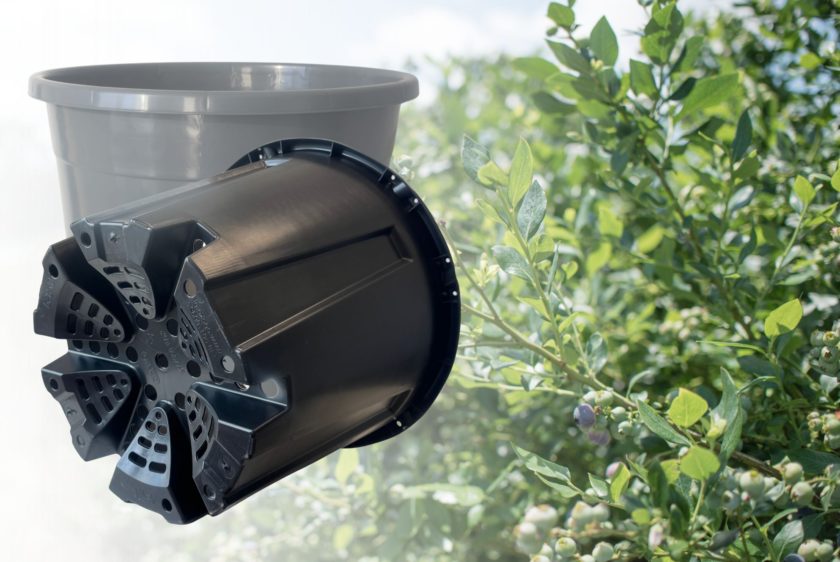 doniczki do uprawy borowek